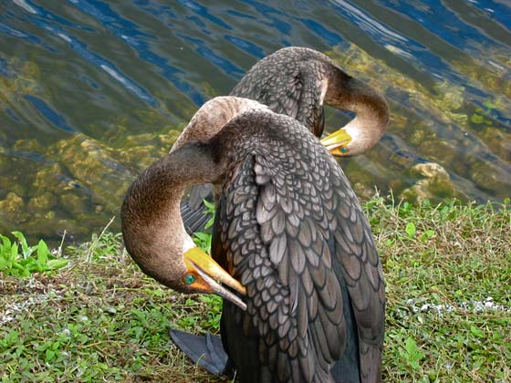 The emerald green eyes of the double crested cormorans in the Everglades were absolutely stunning